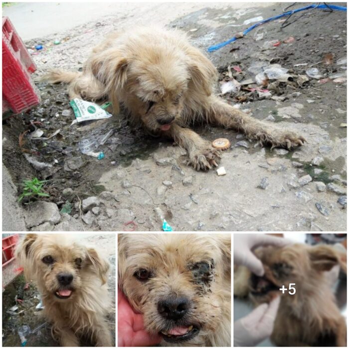 Abandoned and Ailing: Heartbreaking Sight of a Suffering Stray Dog Left to Fend for Itself on the Streets